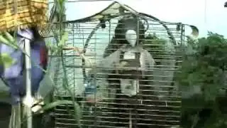 The Trip Through Zany-land.mp4