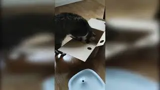 🐈 Cat vs box! full 😻 #cat #shorts #kucing #unboxing