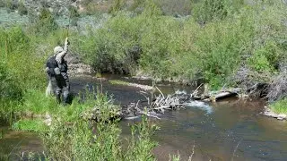 Ridiculous Amount of Different Dry Fly Hatches Happening at the Same Time! - Fly Fishing Travel Vlog