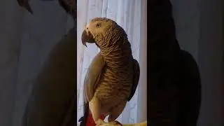 Попугай Гоша