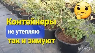 Как зимует голубика в контейнере???