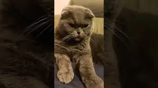 #вислоухий