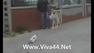 Kedinin Yıkıldığı An