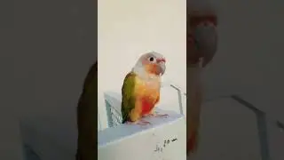 Bird pet #bird #outdoors #shortsbeta