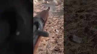 WhatsApp Video 2022 06 04 at 9 41 31 AM 1