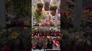 Обзор + Цены 🌺 ЛЕМАНА ☘️ Осень💥