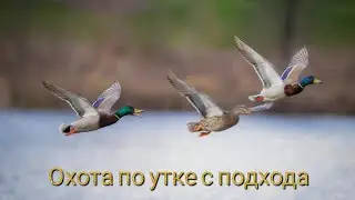 Охота по утке с подхода. Северная прилетела.