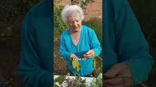 Trta in trtine solze za domačo uporabo