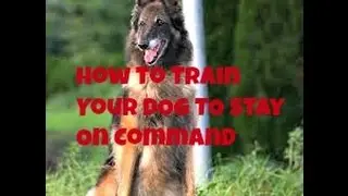 Dog Training Basics  How To Train Your Dog To Stay On Command