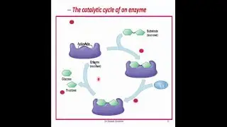 Enzymes and Metabolic Pathways (English) Dr Essam Ibrahim