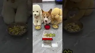 THIS DOG IS VERY JEALOUS!