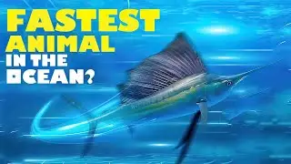 The FASTEST ANIMAL In The SEA