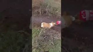 спаниель и корги