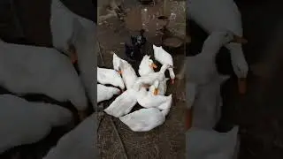 Ducks Devour Live Worms