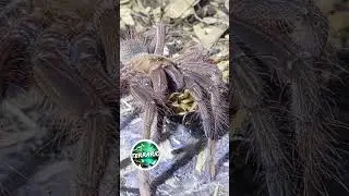 SCORPION OU BLATTE ? 🤔 #terrario #terrarium #vivarium #animals #pets #bug #bugs #insect #tarantula