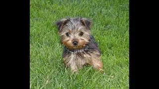 Fifteen Years with Stuart; our beloved Yorkie