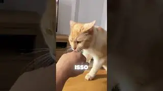 THE HIDDEN SECRET ON CATS' TONGUES 👅🐱 