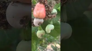 முந்திரிக் காடு #முந்திரி #cashewfruit #cashew #cashewnut #villager #பழங்கள்