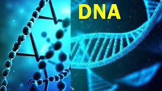 DNA - Structure of DNA | Molecular Basis of Inheritance | DNA Facts Biology Telugu | Class 12 | Bipc