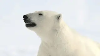 Белый медведь | Кинематик 4K. Polar Bear | Cinematic 4K
