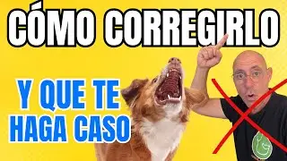 Cómo CORREGIR o REGAÑAR PERRO y que se PORTE BIEN (el error que estás cometiendo)