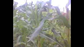 Suburnya Kebun  Polyculture-ku