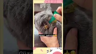 Dış parazit Ense damlası Nasıl Yapılır 