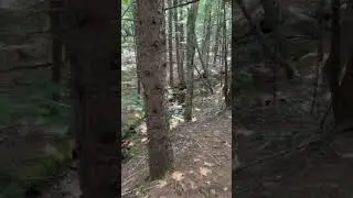 More Bugs Than Beavers at Beaver Bog Loop!