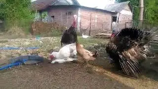 Lucu - Perkawinan Hewan Tak Lazim