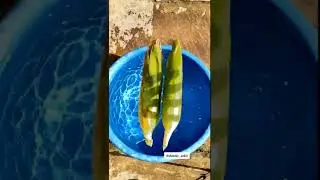 how I shoot  bhutta (corn) b roll video with my smartphone 📱 #broll #brollcinematic #epicbroll
