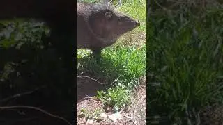 Javelina behind my house!