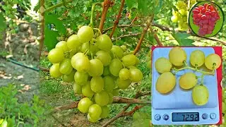 @Виноград Спонсор  Вкусный виноград, шикарный мускат
