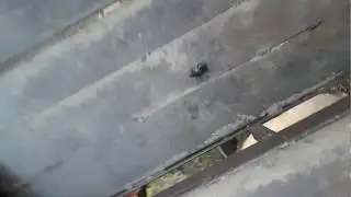 Жук бродяга заблудился на местности