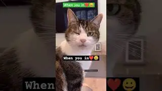 When you in ❤️ Love 😀 #shorts #funnyvideo #comedy