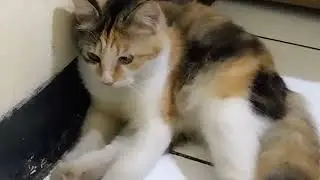 meow meow di malam sepi
