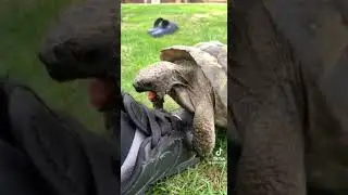 Смешная черепашка! #shorts #мемы #приколы #угар