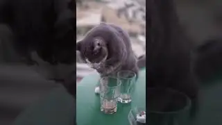 Cats Also Like Tea