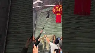 Save the Cats from Project 