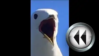 Screaming Seagull [reverse]