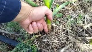 Любаша Под Мульчей 21 МАЯ