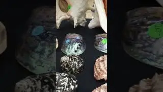 Gorgeous Huge Seashells conches 