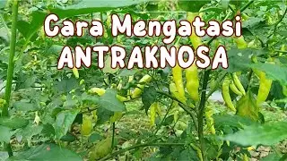 Cara Mengatasi Antraknosa akibat Jamur dan Bakteri