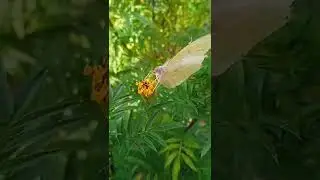 7 July 2022 marigol flower and butterfly🦋❤️ 106