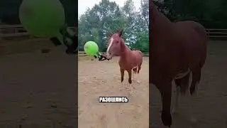 Секрет вирусных МЕМОВ С КОНЕМ ГОШЕЙ😲💡🐴