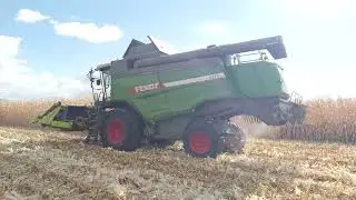 Mısır Hasadı Fendt 6275L Biçerdöver || Corn Harvesting Fendt 6275L Harvester Agco Agriculture