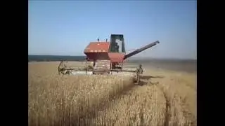 Комбаин  Нива ск-5 уборка пшеницы