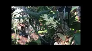 Что Цветет?Докриллия, Ванда Безимянная, Каттлеи, C.walkeriana.My Dockrillia orchids, Vanda NOID.Catt