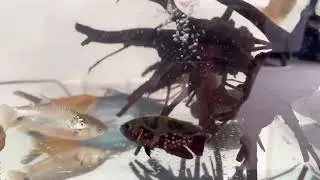 FEEDING OSCAR FISH