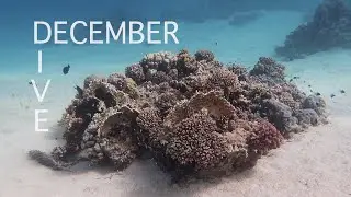 December Dive – Diving in Egypt December 2021