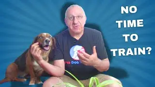 Get a Well-Behaved Dog While Balancing a Busy Life – Here’s How!
